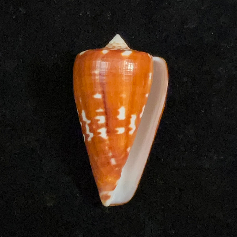 Conus spurius ochraceus Lamarck, 1810 - 49,8mm