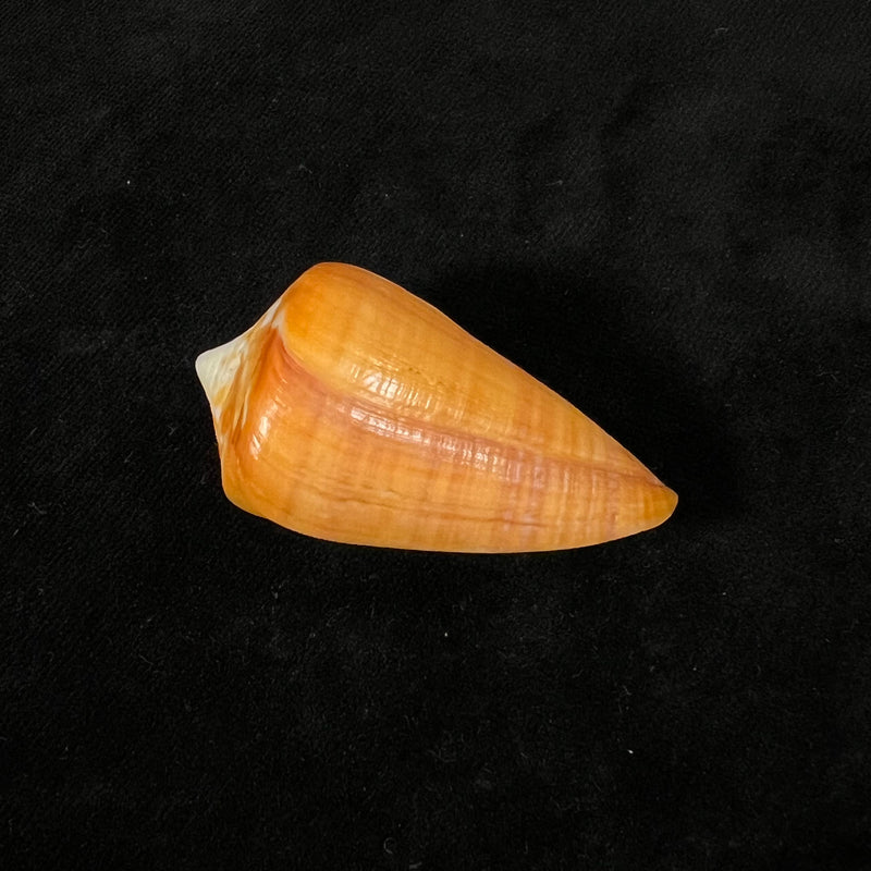 Conus spurius aureofasciatus Rehder & Abbott, 1951 - 49,7mm