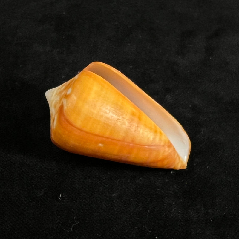 Conus spurius aureofasciatus Rehder & Abbott, 1951 - 49,7mm