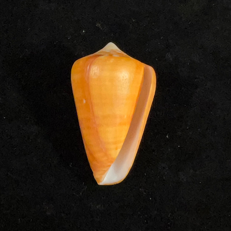 Conus spurius aureofasciatus Rehder & Abbott, 1951 - 49,7mm