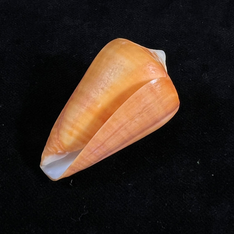 Conus spurius aureofasciatus Rehder & Abbott, 1951 - 49,7mm