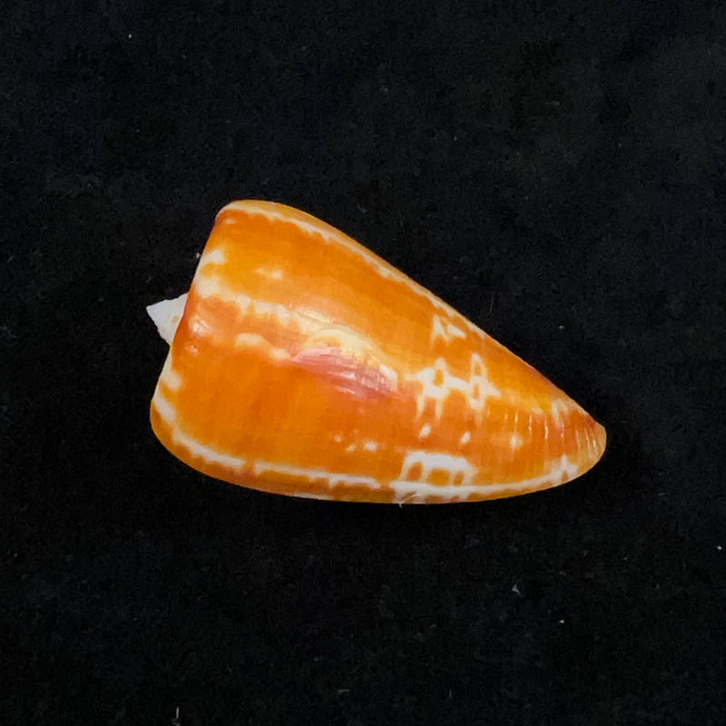 Conus spurius ochraceus Lamarck, 1810 - 48,5mm