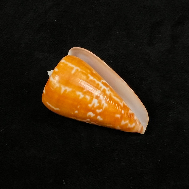 Conus spurius ochraceus Lamarck, 1810 - 48,5mm