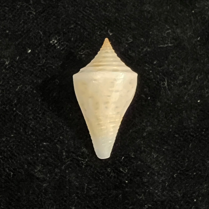 Conus sennottorum Rehder & Abbott, 1951 - 27,9mm