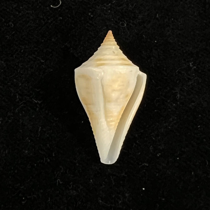 Conus sennottorum Rehder & Abbott, 1951 - 27,9mm