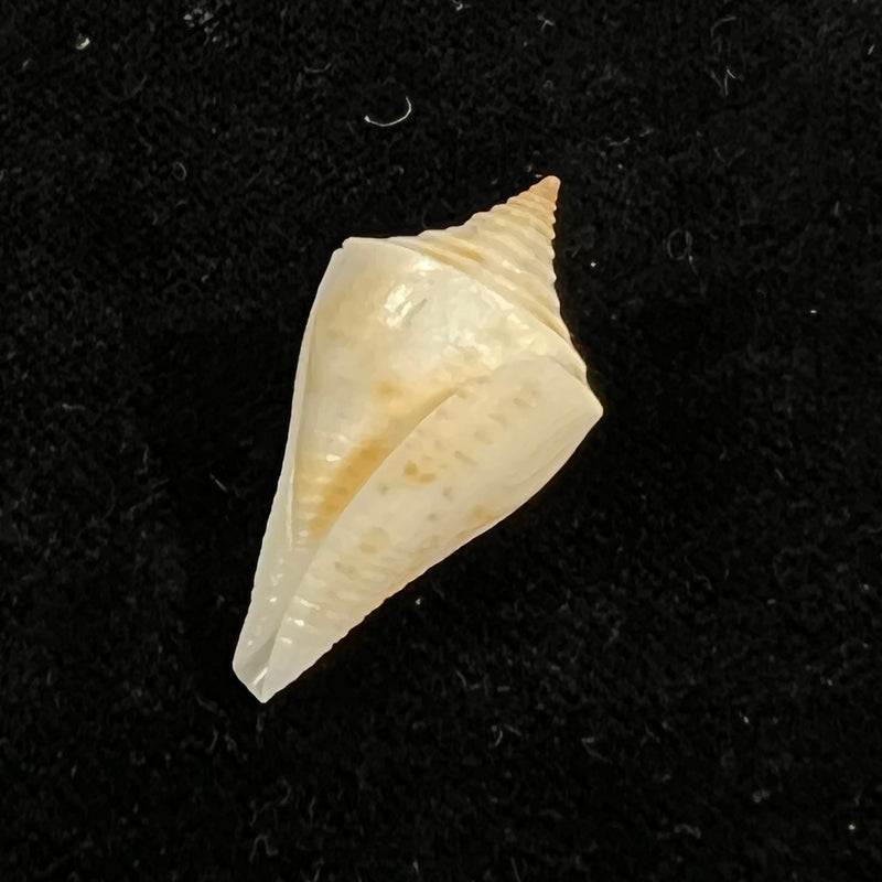 Conus sennottorum Rehder & Abbott, 1951 - 27,9mm