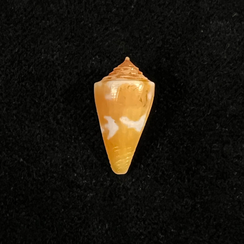 Conus flamingo Petuch, 1980 - 18,7mm