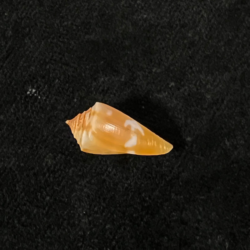 Conus flamingo Petuch, 1980 - 18,7mm