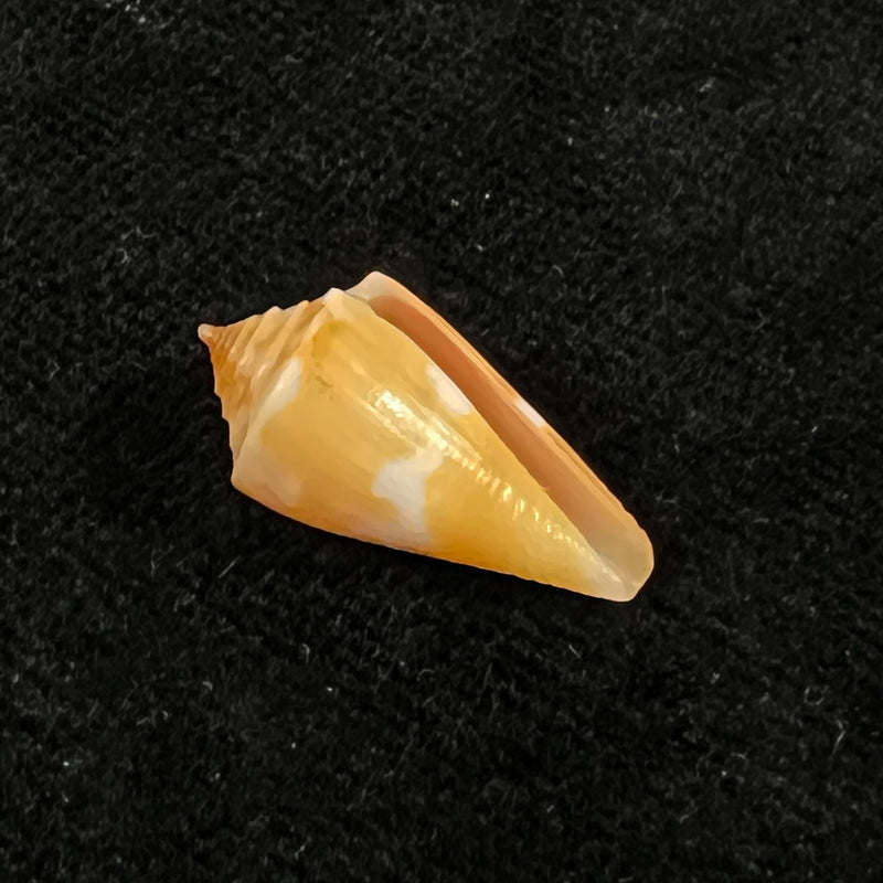 Conus flamingo Petuch, 1980 - 18,7mm