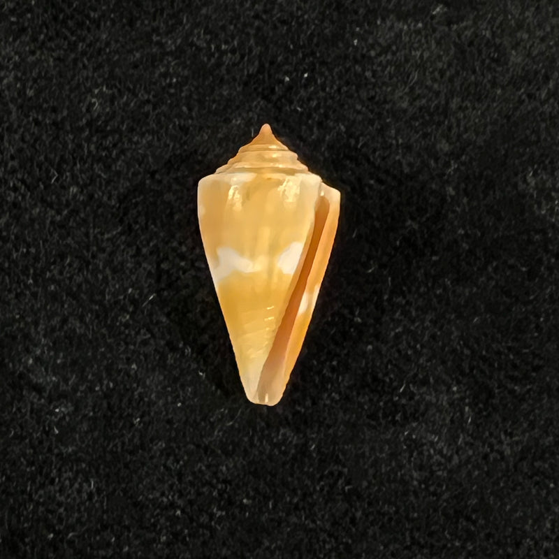 Conus flamingo Petuch, 1980 - 18,7mm