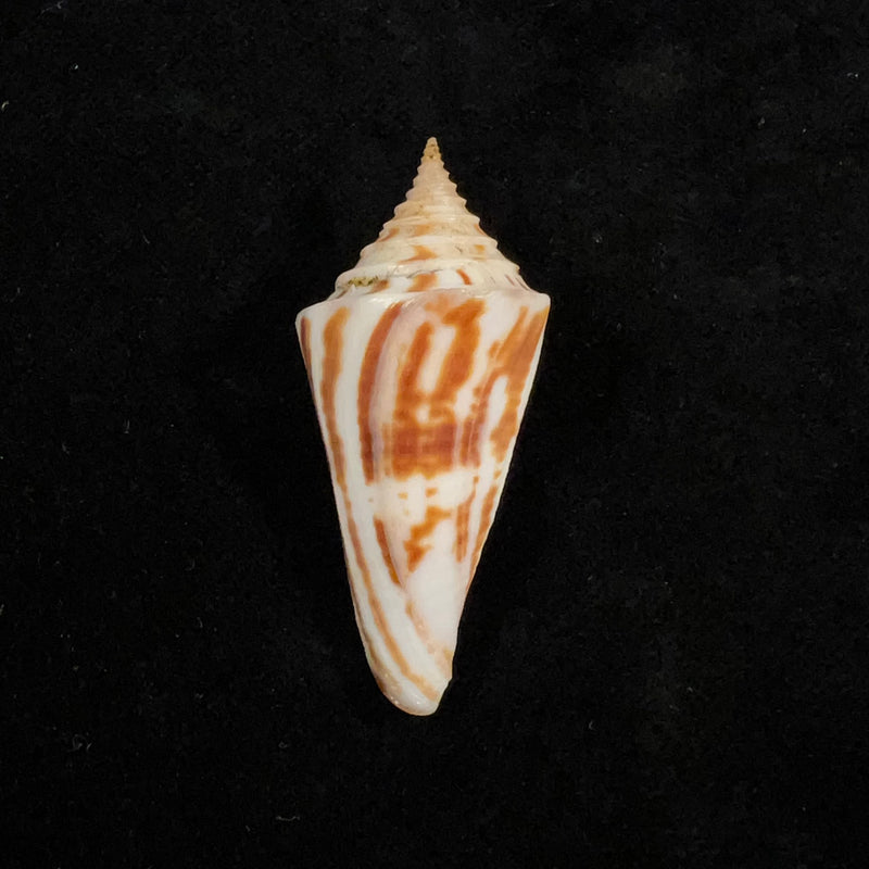 Conasprella janowskyae (J. K. Tucker & M. Tenorio, 2011) - 48,8mm