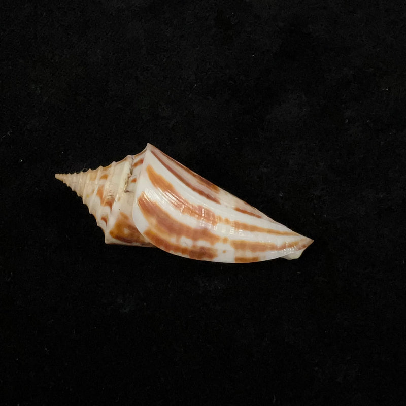 Conasprella janowskyae (J. K. Tucker & M. Tenorio, 2011) - 48,8mm