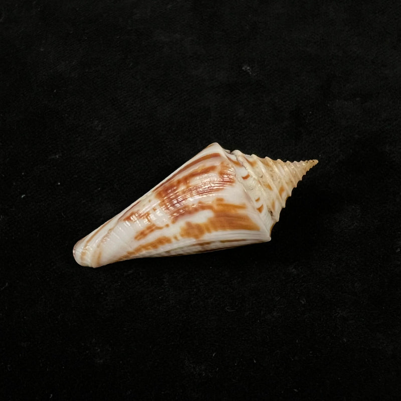 Conasprella janowskyae (J. K. Tucker & M. Tenorio, 2011) - 48,8mm