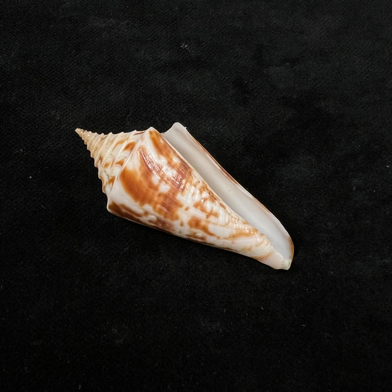 Conasprella janowskyae (J. K. Tucker & M. Tenorio, 2011) - 48,8mm