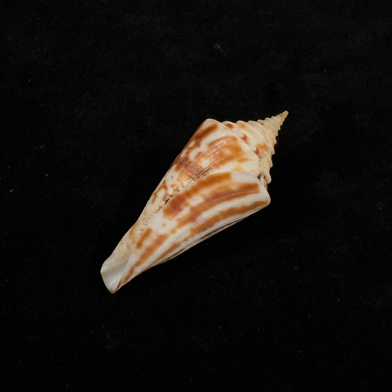 Conasprella janowskyae (J. K. Tucker & M. Tenorio, 2011) - 48,8mm