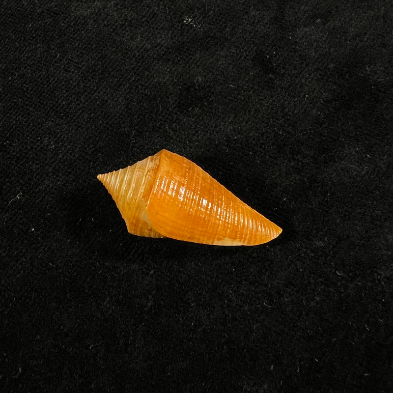 Conus kevani Petuch, 1987 - 32,6mm