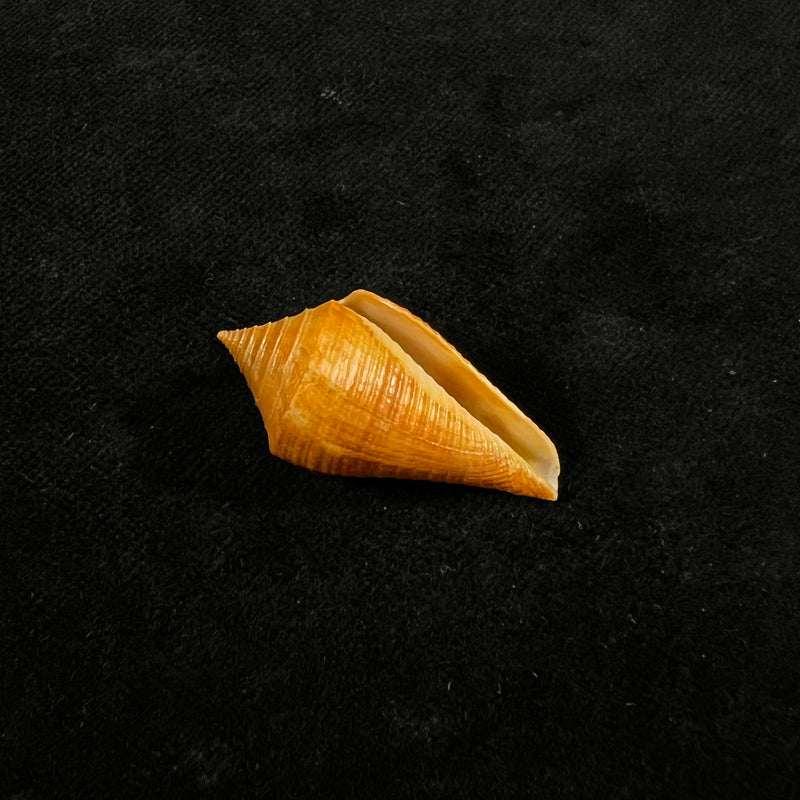 Conus kevani Petuch, 1987 - 32,6mm