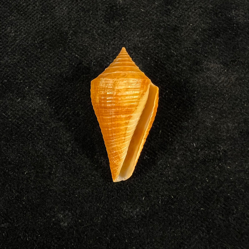 Conus kevani Petuch, 1987 - 32,6mm