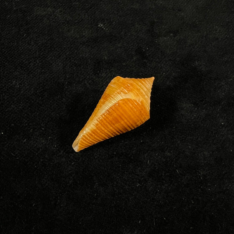 Conus kevani Petuch, 1987 - 32,6mm