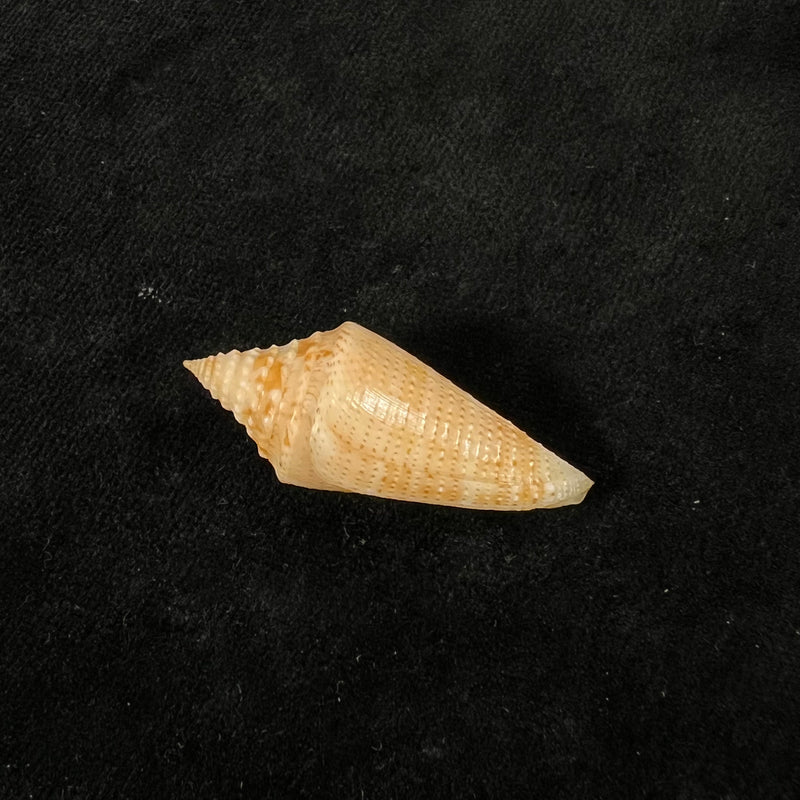 Conus mappa jesusramirezi (T. Cossignani, 2010) - 37,1mm