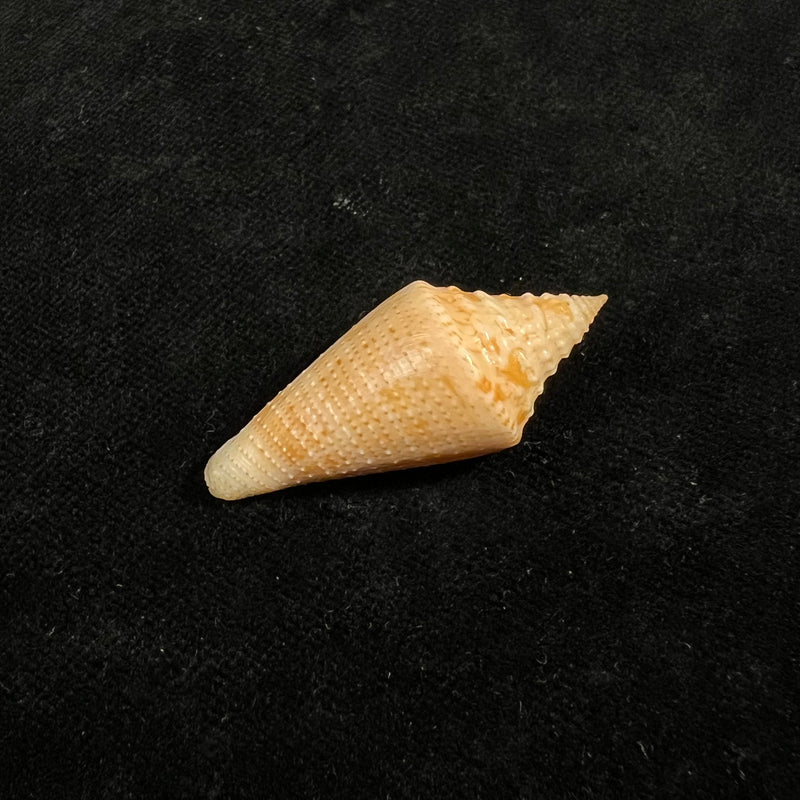 Conus mappa jesusramirezi (T. Cossignani, 2010) - 37,1mm