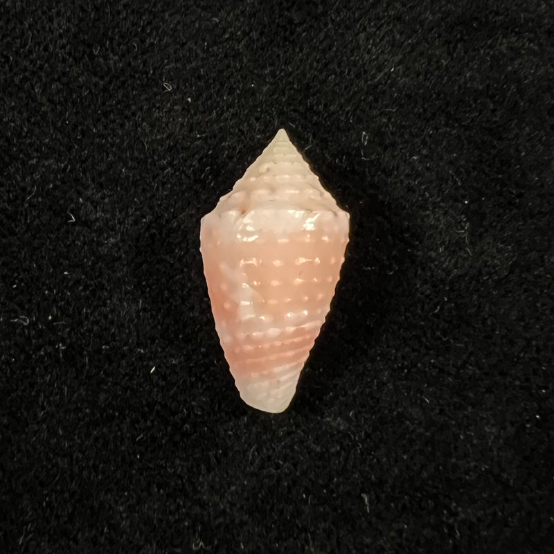 Conus kellyae (Petuch, Berschauer & Poremski, 2017) - 20,4mm