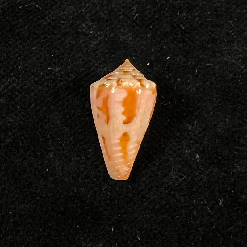 Conus rosalindensis Petuch, 1998 - 19,5mm