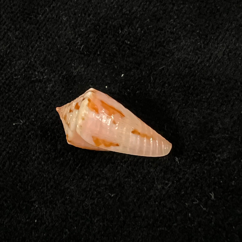 Conus rosalindensis Petuch, 1998 - 19,5mm