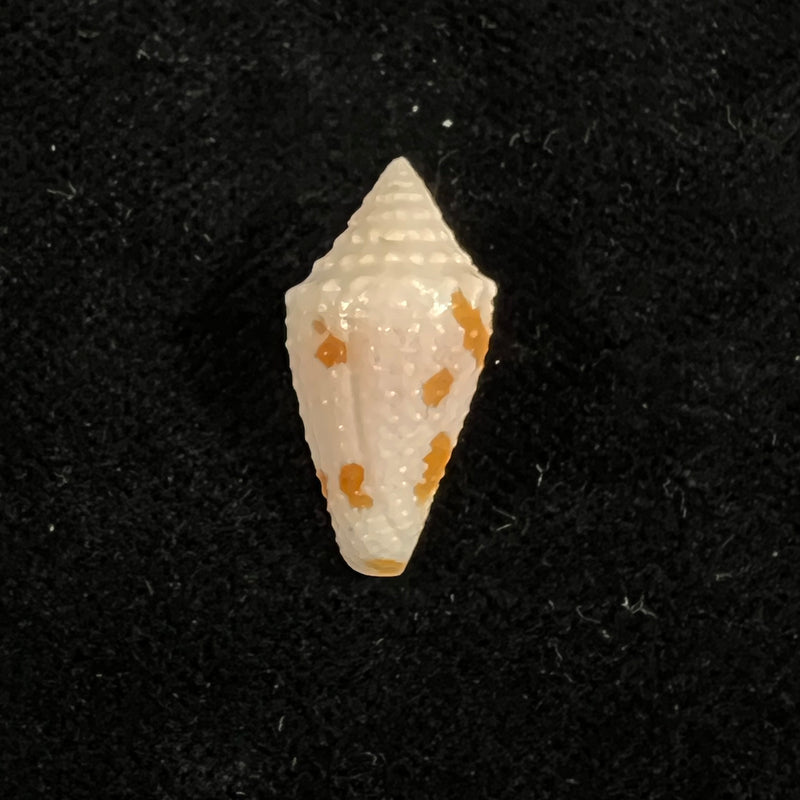 Conus julieandreae Cargile, 1995 - 20,1mm