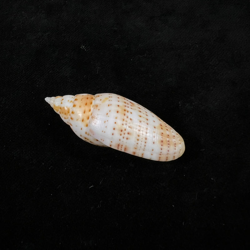 Dibaphimitra florida (A. Gould, 1856) - 44,8mm