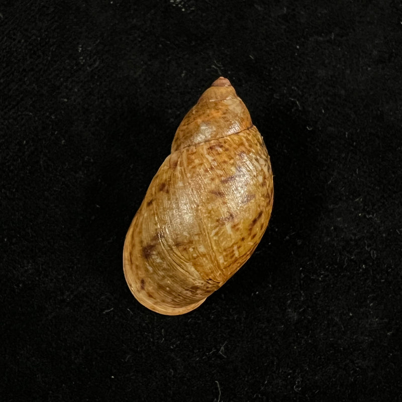 Plekocheilus quadricolor (L. Pfeiffer, 1848) - 33,8mm