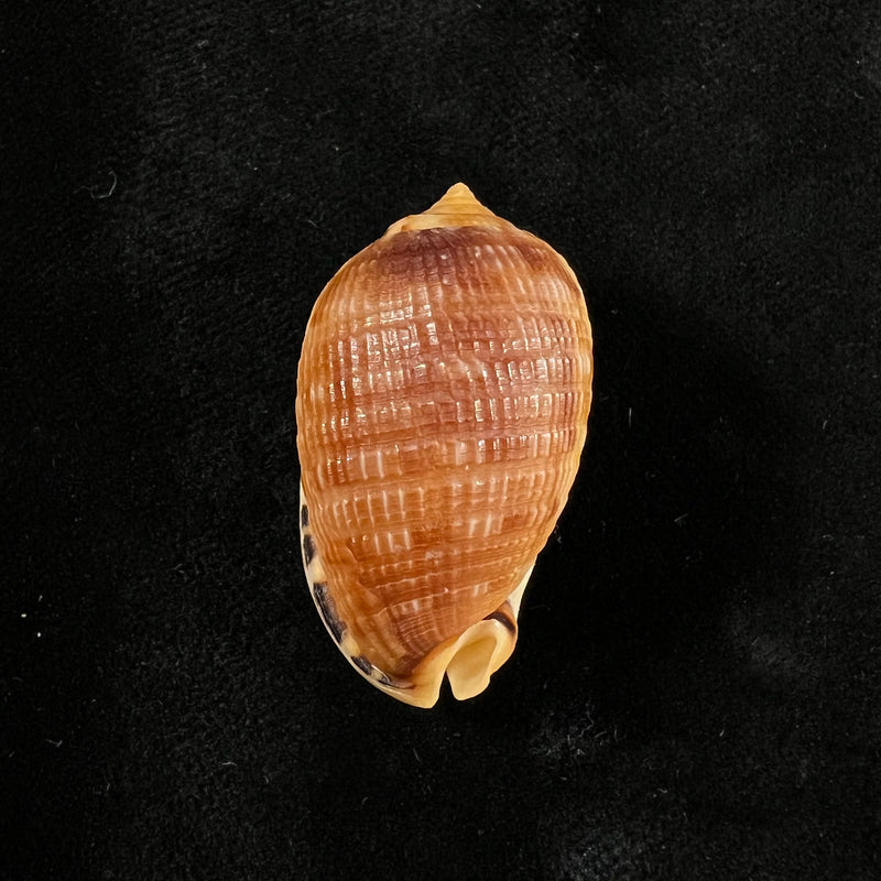 Cypraecassis testiculus (Linnaeus, 1758) - 35,7mm