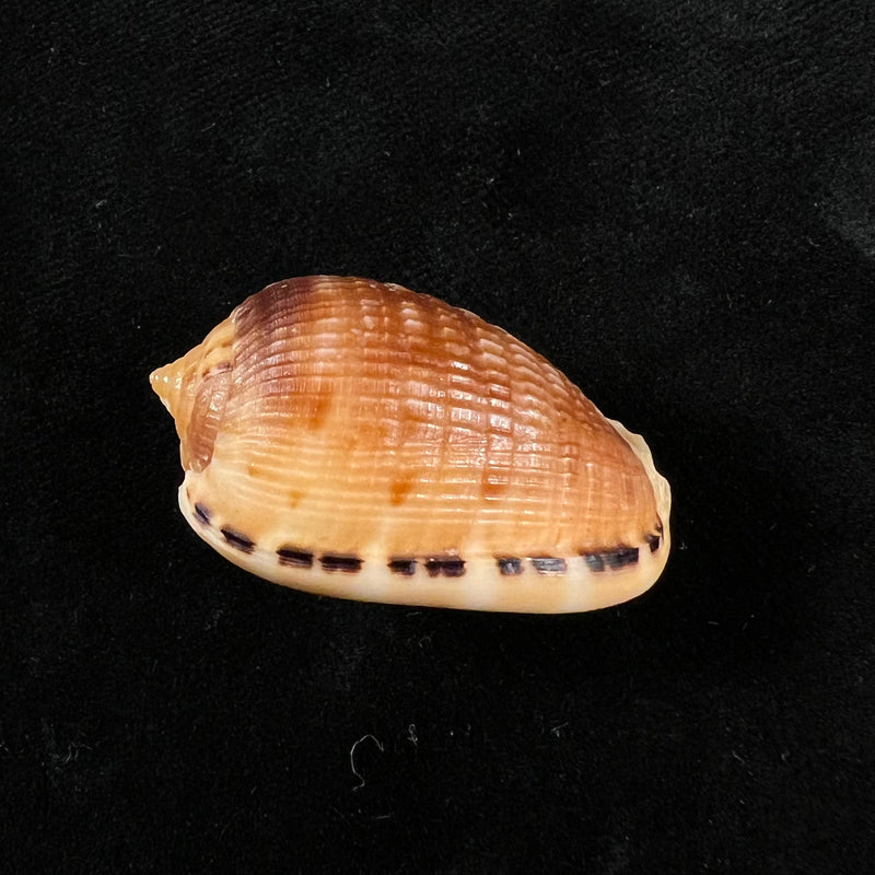 Cypraecassis testiculus (Linnaeus, 1758) - 35,7mm