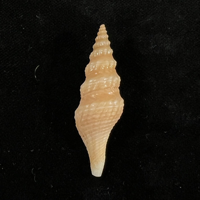 Fusiturricula maesae Rios, 1985 - 42,7mm