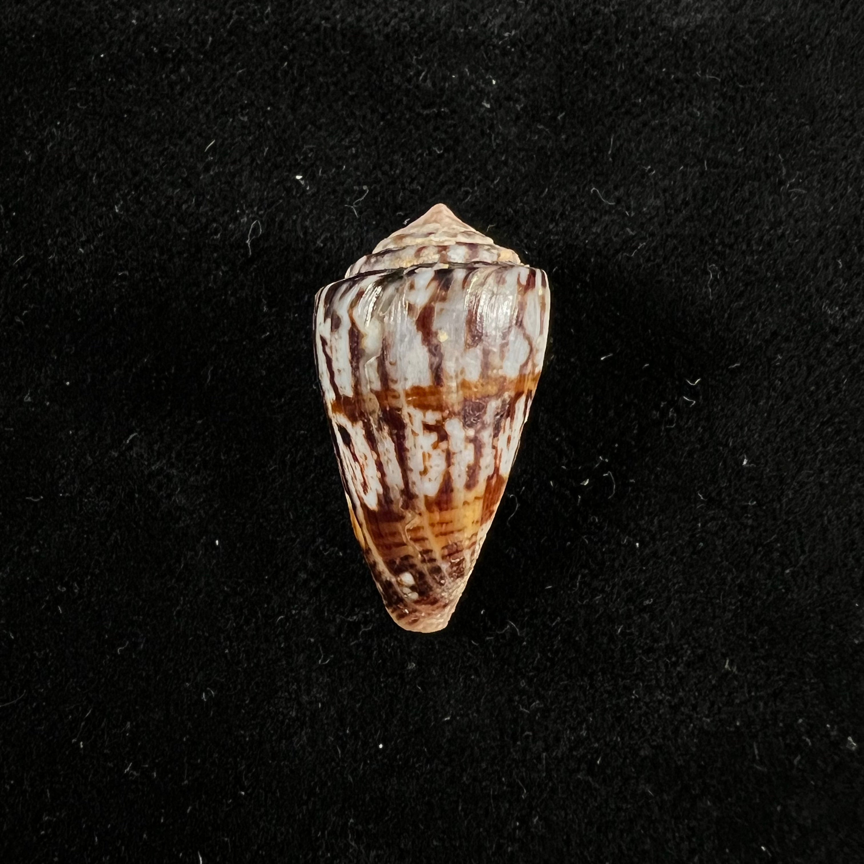 Conus brasiliensis Clench, 1942 - 25,4mm