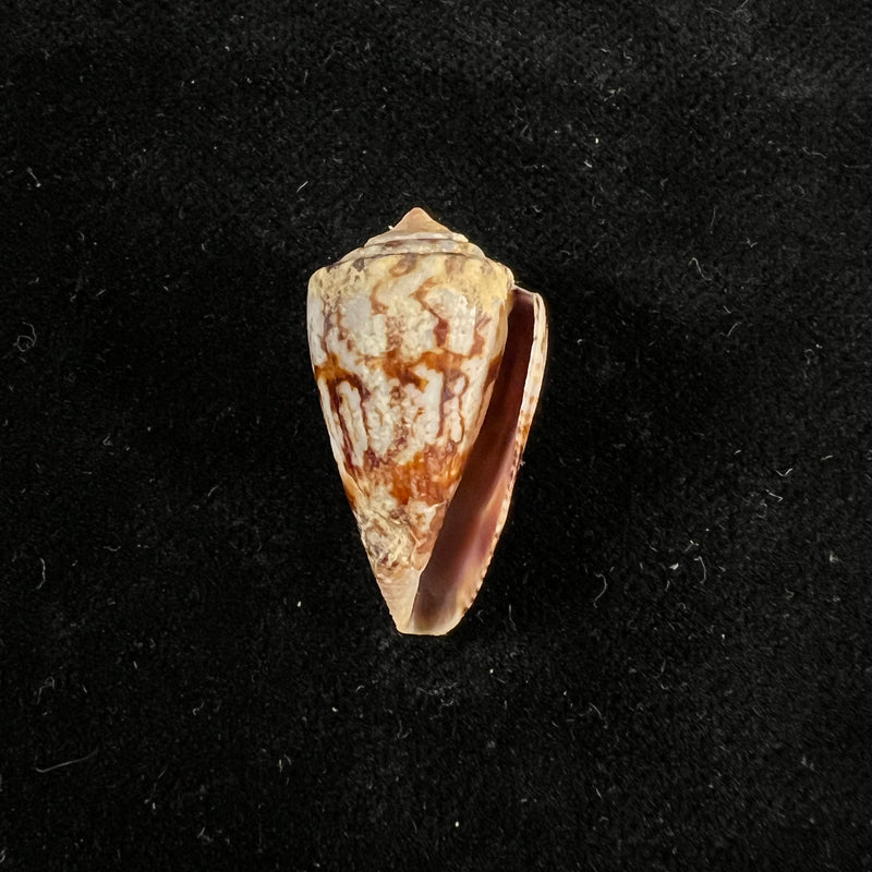 Conus brasiliensis Clench, 1942 - 25,4mm