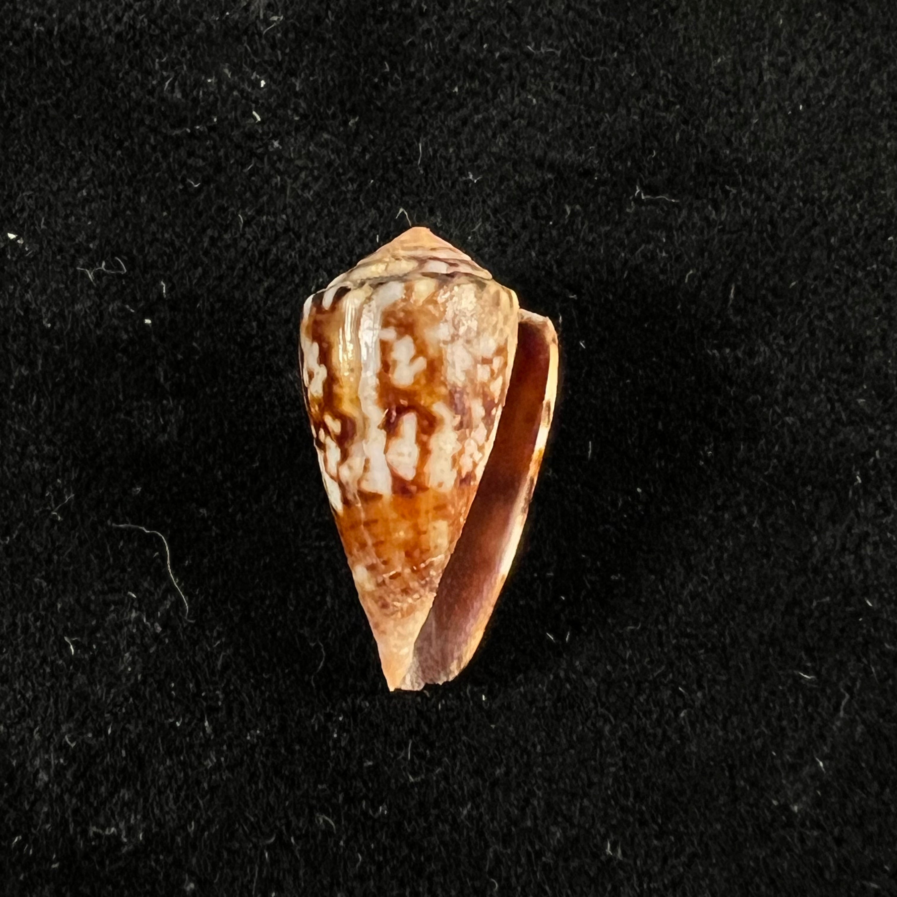 Conus brasiliensis Clench, 1942 - 20,9mm