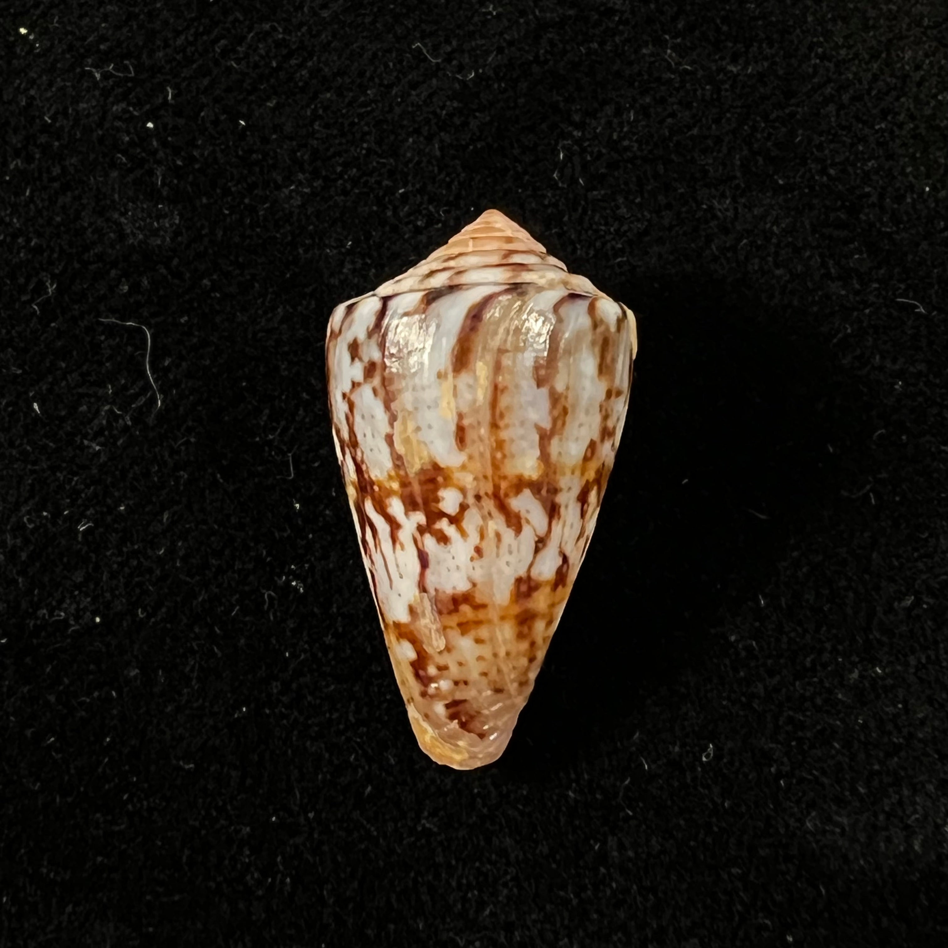 Conus brasiliensis Clench, 1942 - 23,9mm