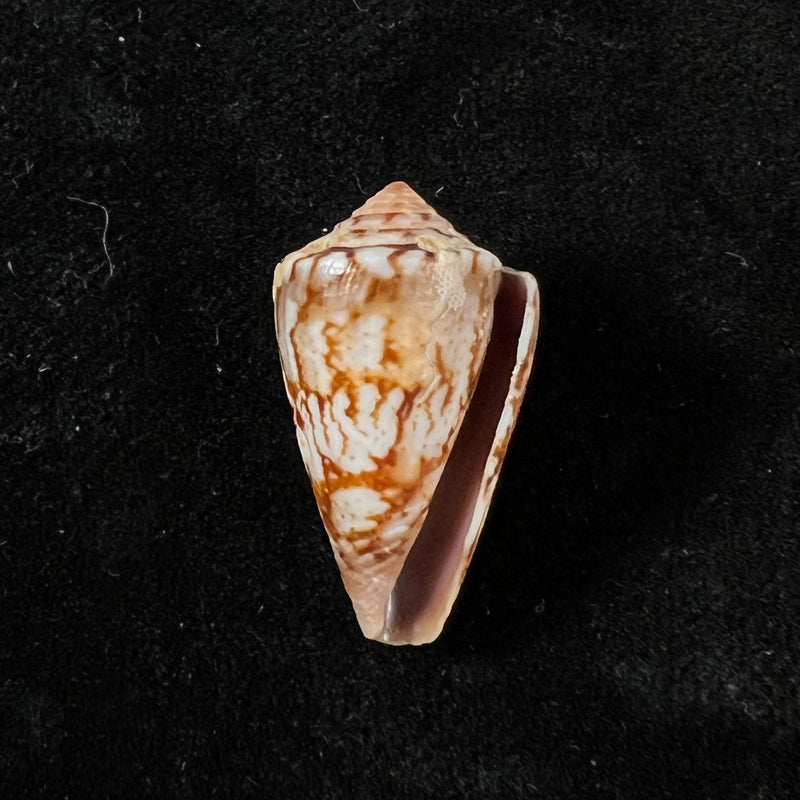 Conus brasiliensis Clench, 1942 - 23,9mm