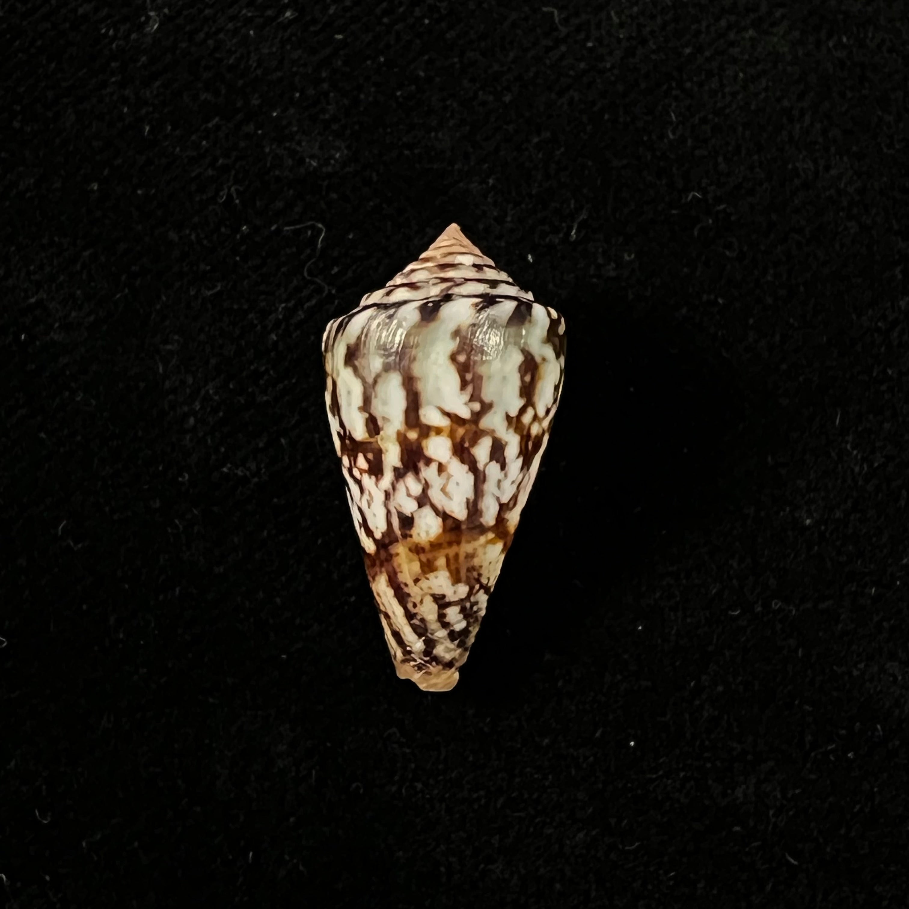 Conus brasiliensis Clench, 1942 - 24mm