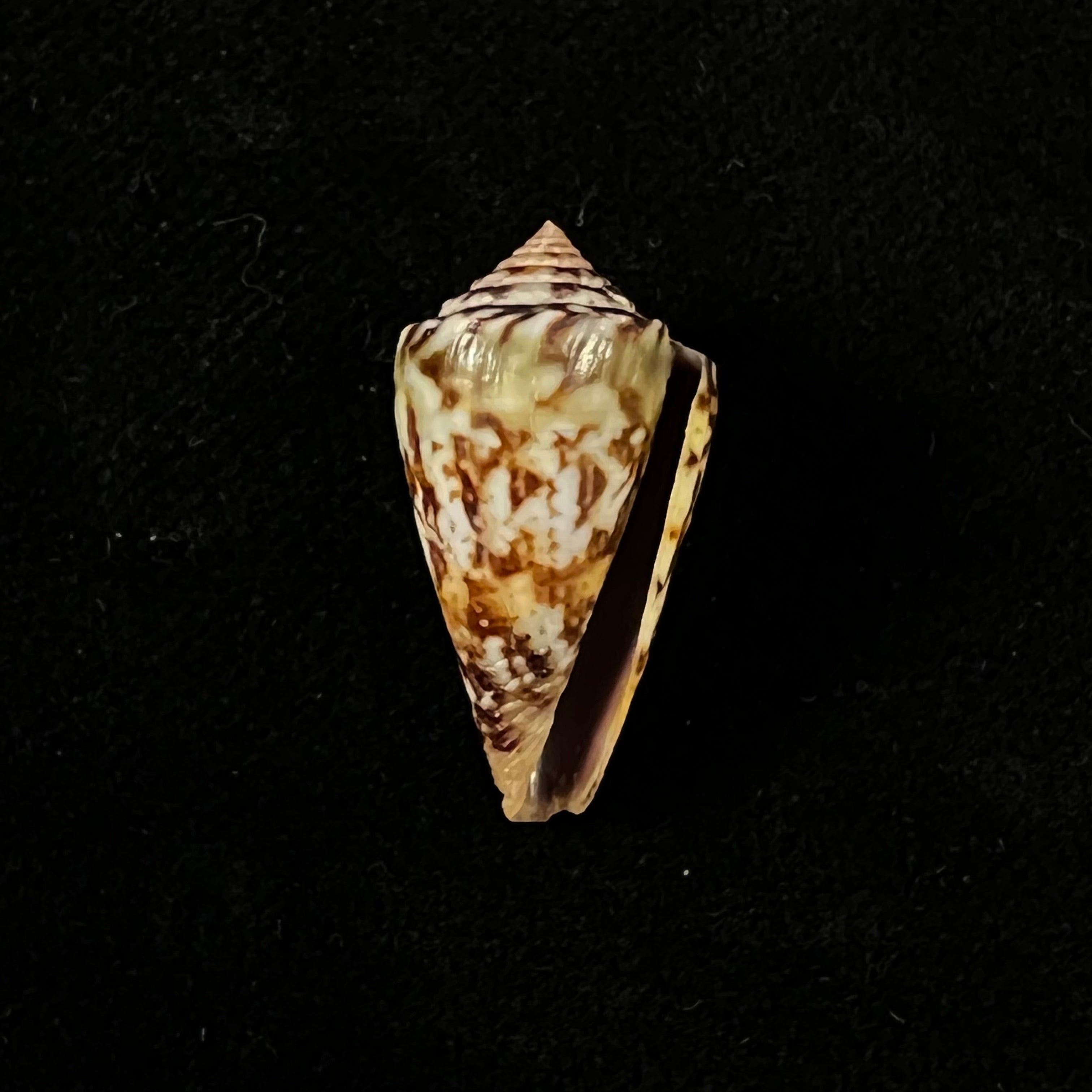 Conus brasiliensis Clench, 1942 - 24mm