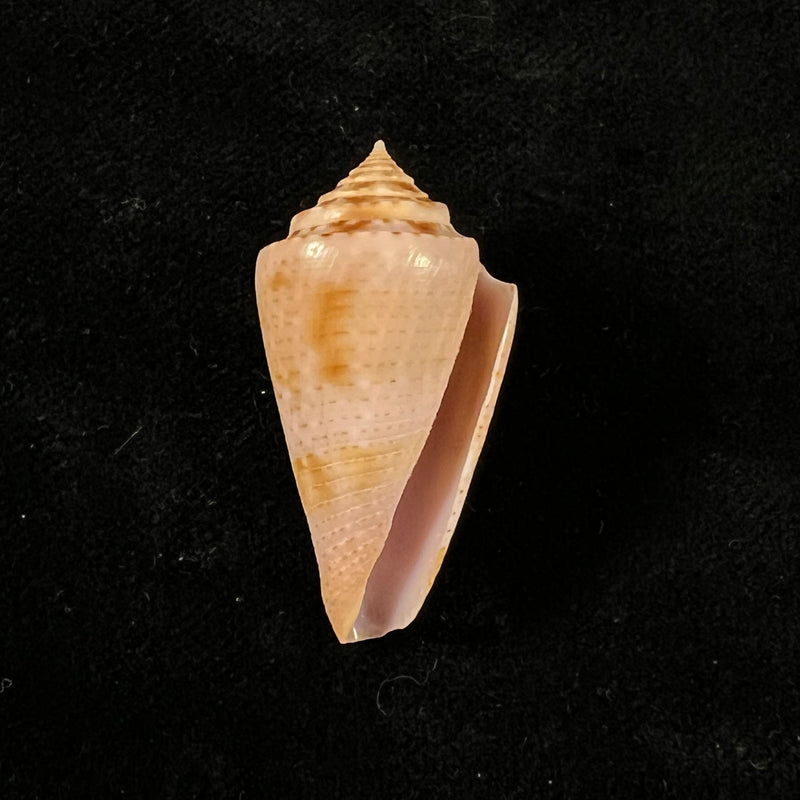 Conasprella ericmonnieri (Petuch & R. F. Myers, 2014) - 35,3mm