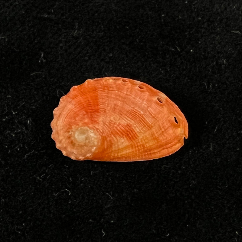 Haliotis pourtalesii aurantium Simone, 1998 - 18,7mm