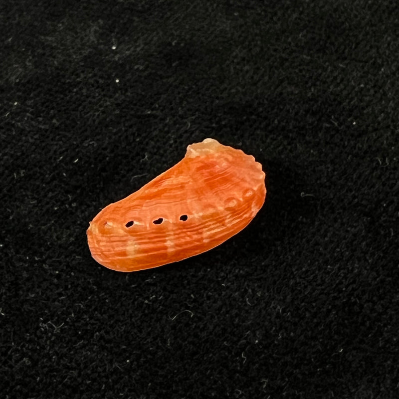 Haliotis pourtalesii aurantium Simone, 1998 - 18,7mm