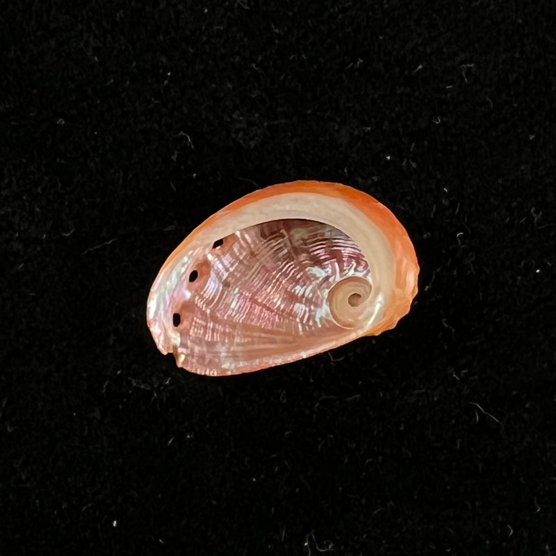 Haliotis pourtalesii aurantium Simone, 1998 - 18,7mm