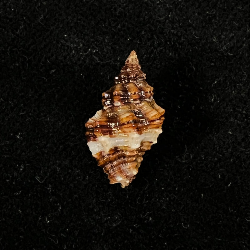 Engina karinae (Nowell-Usticke, 1959) - 17,5mm