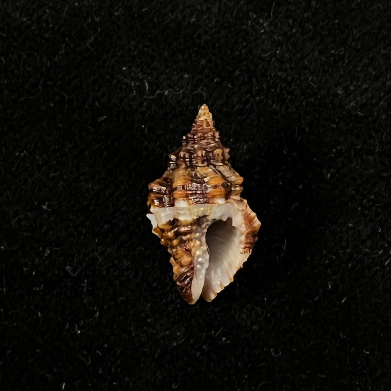 Engina karinae (Nowell-Usticke, 1959) - 17,5mm