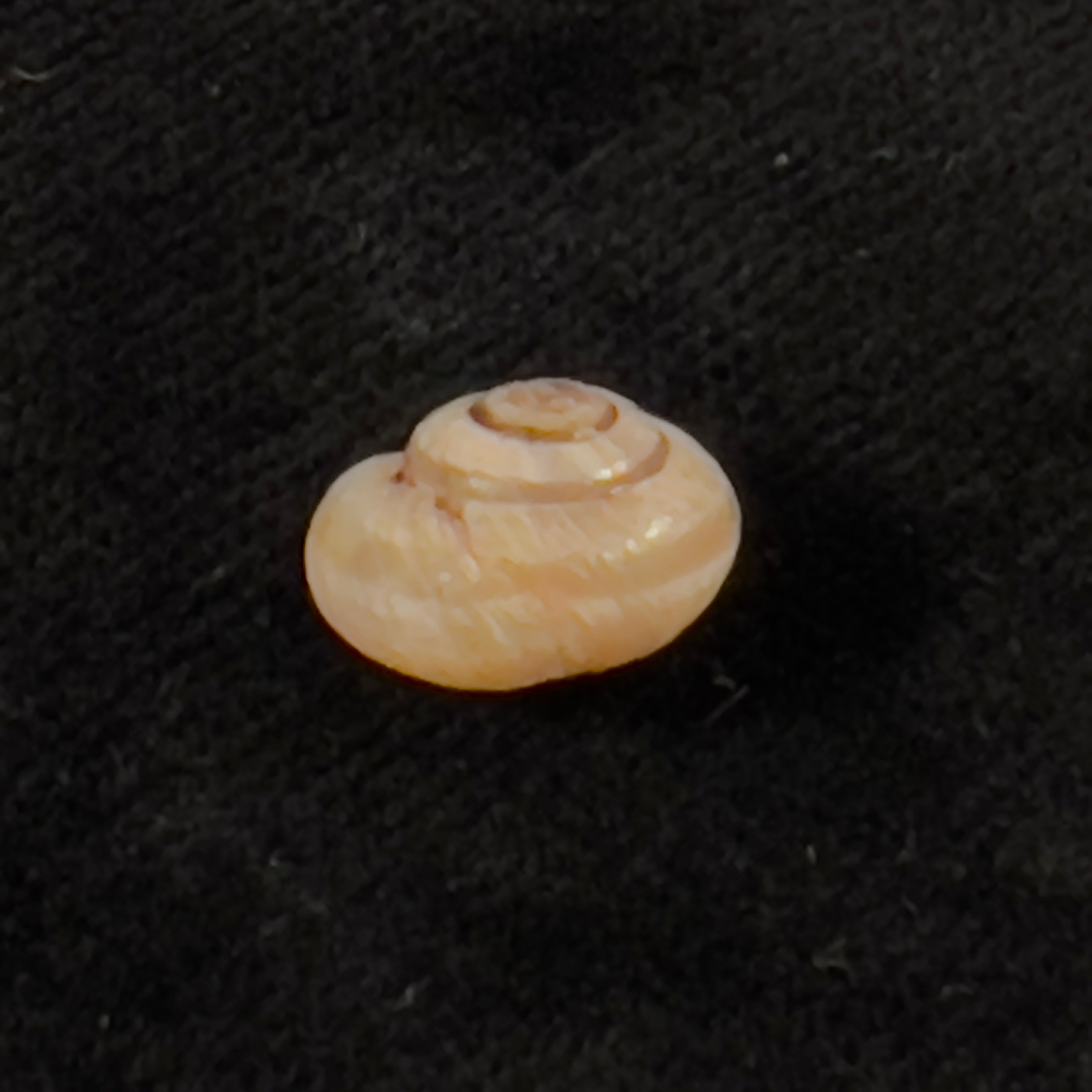 Praticolella griseola (L. Pfeiffer, 1841) - 10,6mm