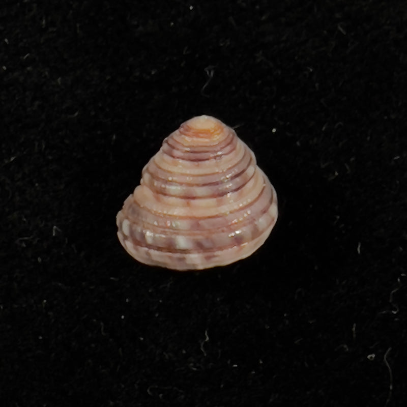 Heliacus cylindricus (Gmelin, 1791) - 9,2mm