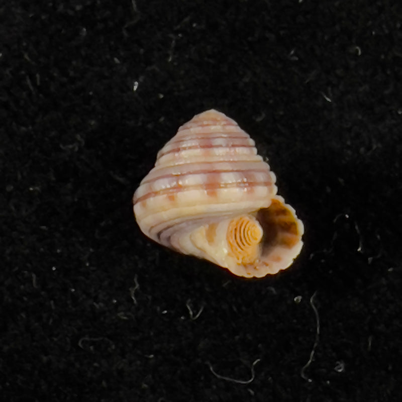 Heliacus cylindricus (Gmelin, 1791) - 9,2mm